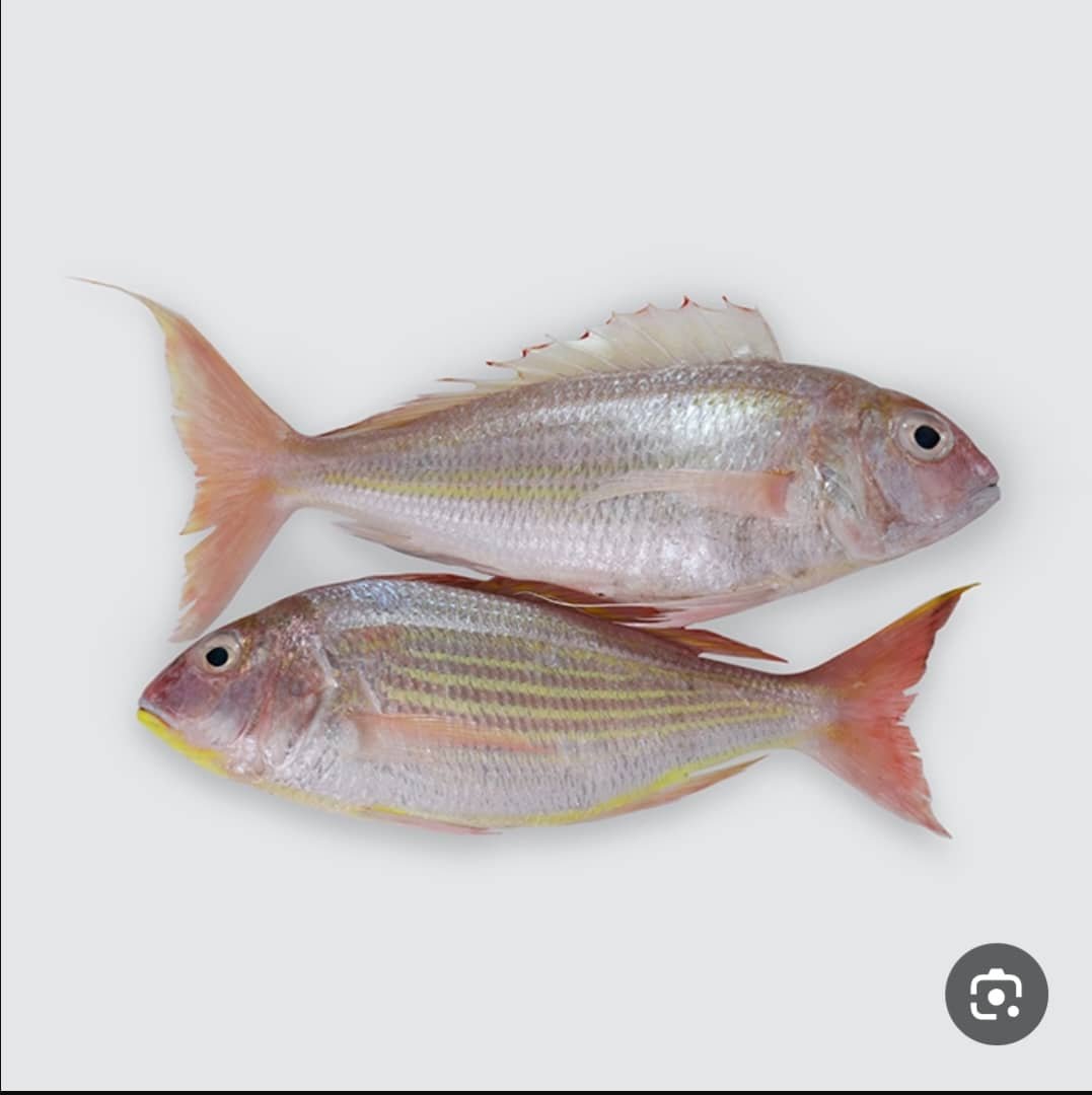 Sultan Ibrahim (Red Mullet)